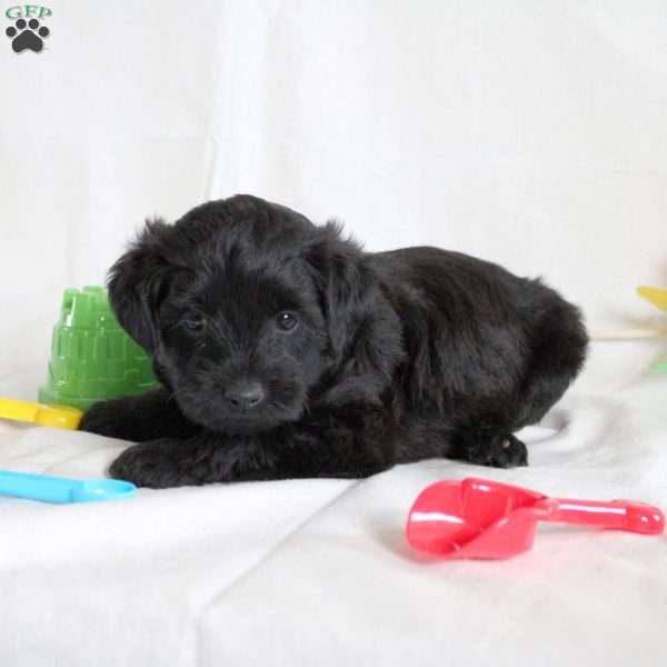 Sonny, Yorkie Poo Puppy
